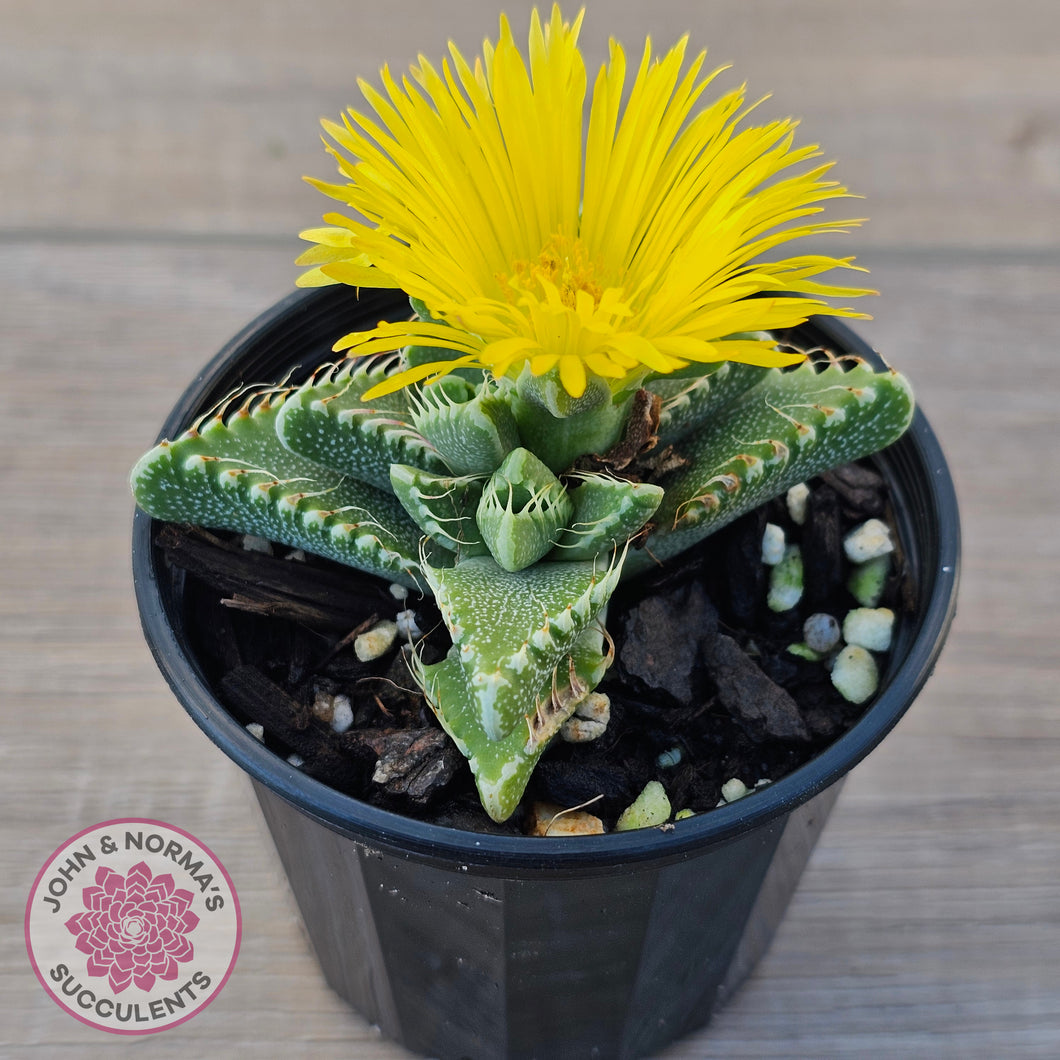 Faucaria Britanea White Spotted Jaws