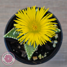 Load image into Gallery viewer, Faucaria Britanea White Spotted Jaws
