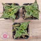 Faucaria tigrina (Tiger's Jaw)