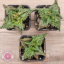 Load image into Gallery viewer, Faucaria tigrina (Tiger's Jaw)
