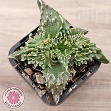 Load image into Gallery viewer, Faucaria tigrina (Tiger's Jaw)
