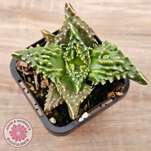Load image into Gallery viewer, Faucaria tigrina (Tiger's Jaw)
