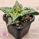 Faucaria tigrina (Tiger's Jaw)