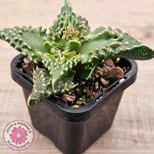 Load image into Gallery viewer, Faucaria tigrina (Tiger's Jaw)
