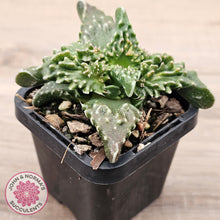 Load image into Gallery viewer, Faucaria tigrina (Tiger's Jaw)
