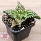 Faucaria tigrina (Tiger's Jaw)