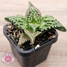 Load image into Gallery viewer, Faucaria tigrina (Tiger's Jaw)
