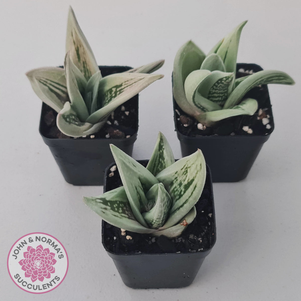 Gasteraloe cv. 'Green Ice'