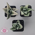 Gasteraloe cv. 'Green Ice'