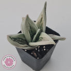 Gasteraloe cv. 'Green Ice'
