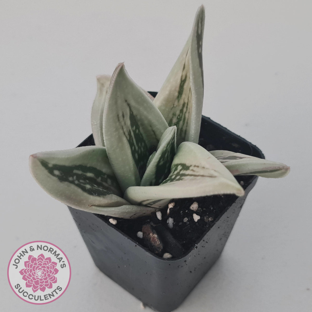 Gasteraloe cv. 'Green Ice'