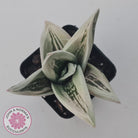 Gasteraloe cv. 'Green Ice'