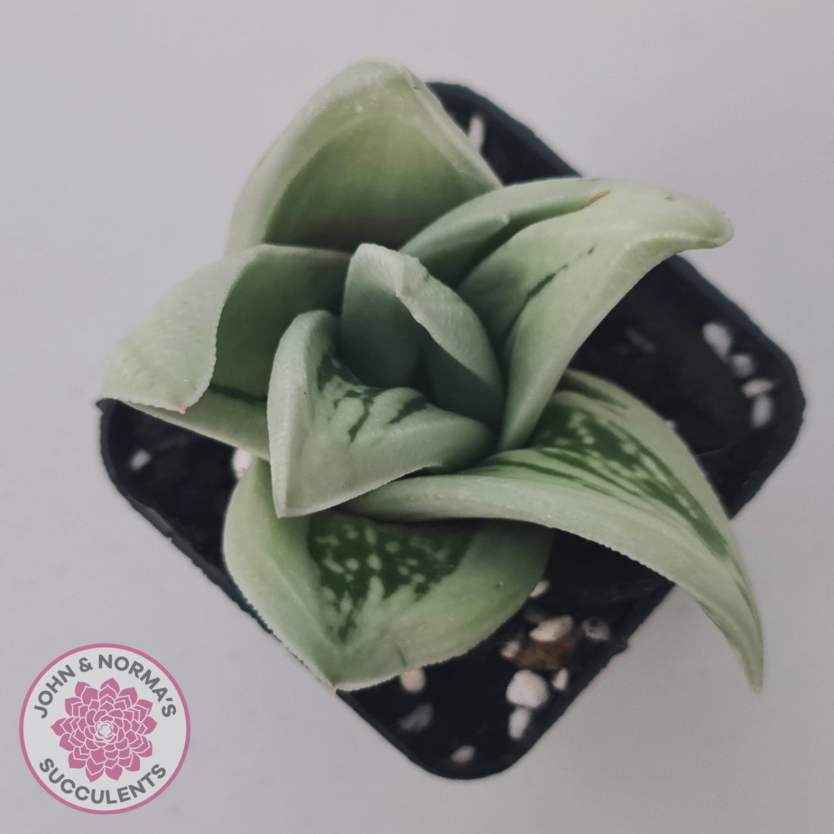 Gasteraloe cv. 'Green Ice'