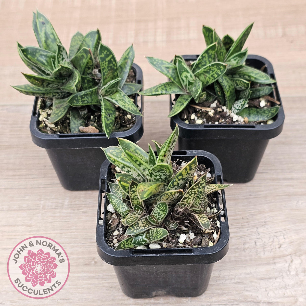 Gasteria bicolor var. Liliputiana