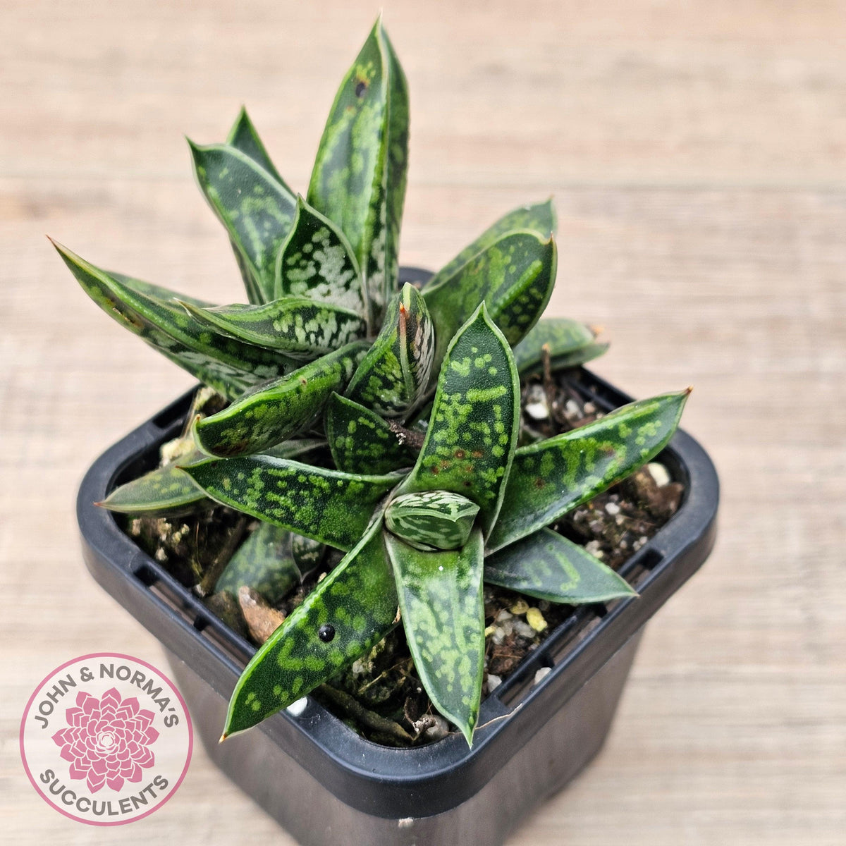 Gasteria bicolor var. Liliputiana