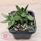 Gasteria bicolor var. Liliputiana