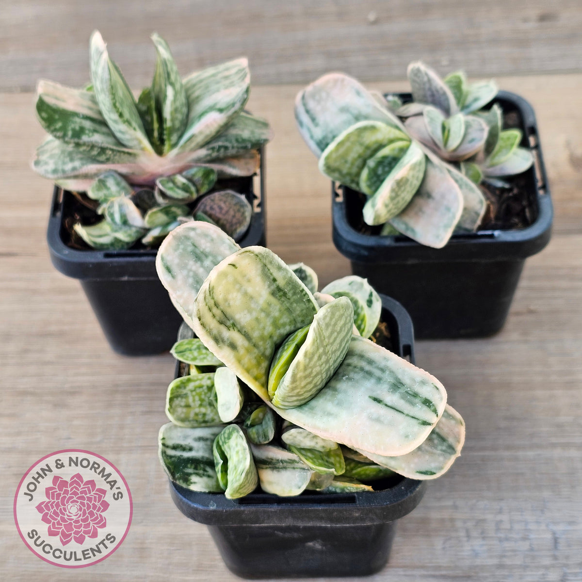Gasteria Marble Variegata