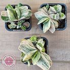 Gasteria Marble Variegata