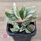 Gasteria Marble Variegata