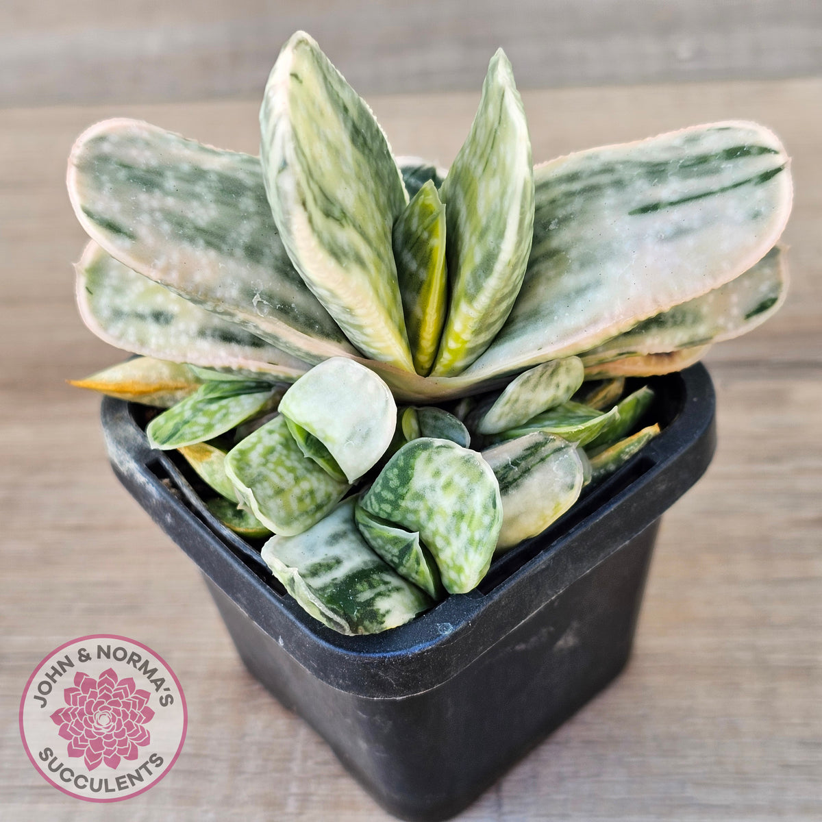 Gasteria Marble Variegata
