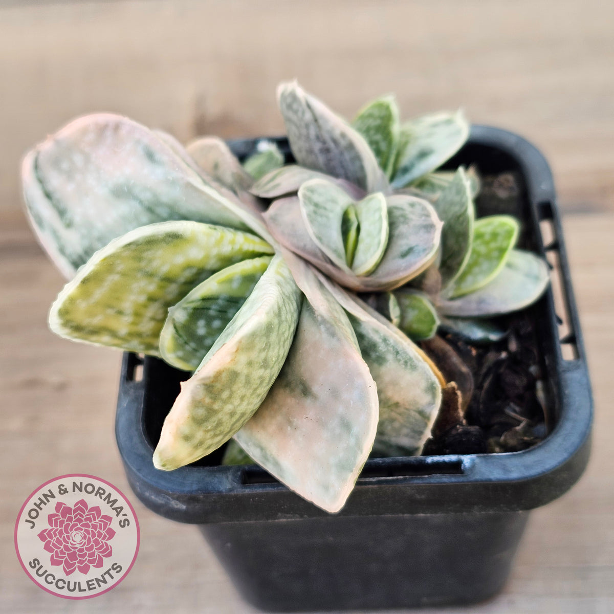 Gasteria Marble Variegata
