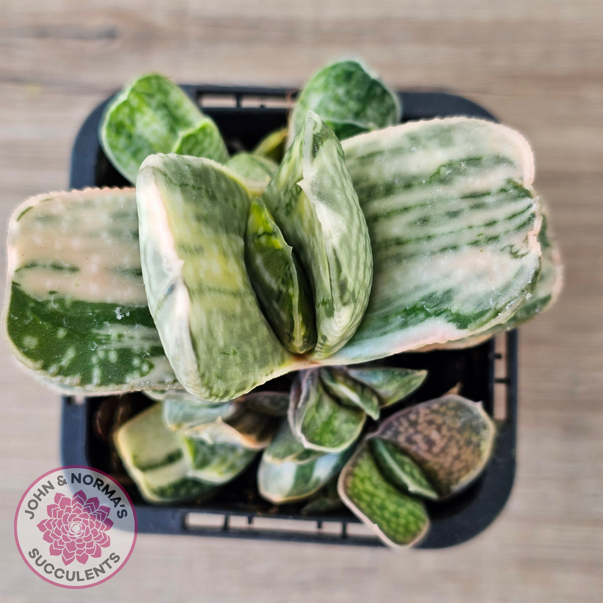Gasteria Marble Variegata
