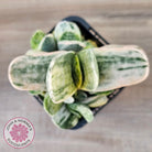 Gasteria Marble Variegata
