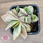 Gasteria Marble Variegata
