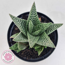 Load image into Gallery viewer, Gasworthia &#39;Banded Pearls&#39; - John &amp; Norma&#39;s Succulents Australia
