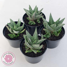 Load image into Gallery viewer, Gasworthia &#39;Banded Pearls&#39; - John &amp; Norma&#39;s Succulents Australia
