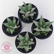 Load image into Gallery viewer, Gasworthia &#39;Banded Pearls&#39; - John &amp; Norma&#39;s Succulents Australia
