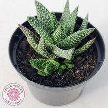 Load image into Gallery viewer, Gasworthia &#39;Banded Pearls&#39; - John &amp; Norma&#39;s Succulents Australia
