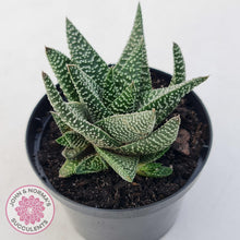 Load image into Gallery viewer, Gasworthia &#39;Banded Pearls&#39; - John &amp; Norma&#39;s Succulents Australia
