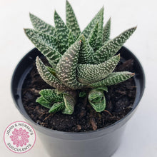 Load image into Gallery viewer, Gasworthia &#39;Banded Pearls&#39; - John &amp; Norma&#39;s Succulents Australia
