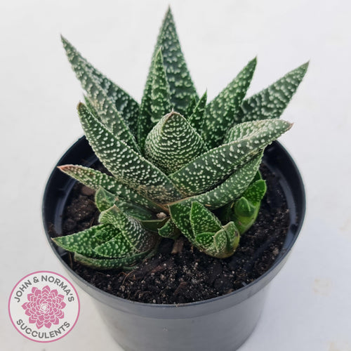 Gasworthia 'Banded Pearls' - John & Norma's Succulents Australia