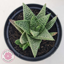 Load image into Gallery viewer, Gasworthia &#39;Banded Pearls&#39; - John &amp; Norma&#39;s Succulents Australia
