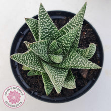 Load image into Gallery viewer, Gasworthia &#39;Banded Pearls&#39; - John &amp; Norma&#39;s Succulents Australia
