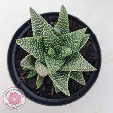 Load image into Gallery viewer, Gasworthia &#39;Banded Pearls&#39; - John &amp; Norma&#39;s Succulents Australia
