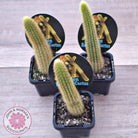 Golden Rat Tail Cactus