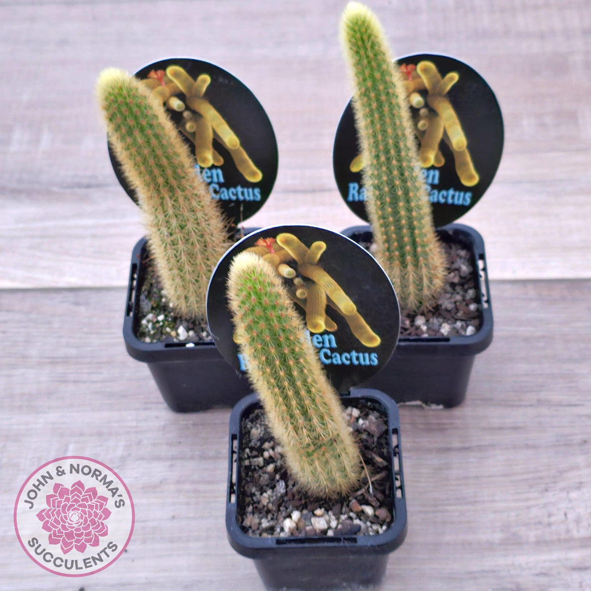 Golden Rat Tail Cactus