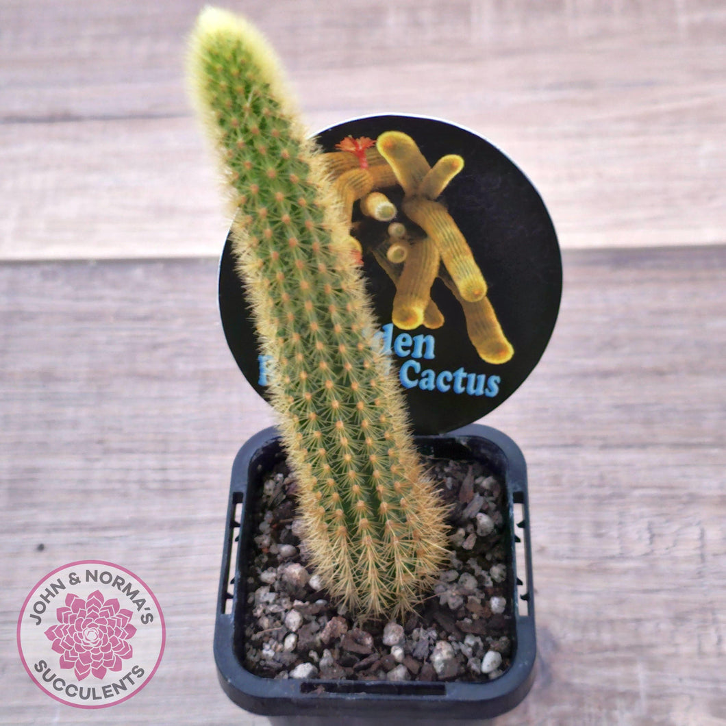 Golden Rat Tail Cactus - John & Norma's Succulents Australia