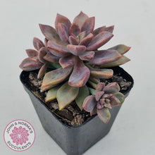 Load image into Gallery viewer, Graptopetalum Claret
