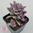Graptopetalum Claret