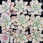 Graptopetalum 'Ellen' Variegated cutting