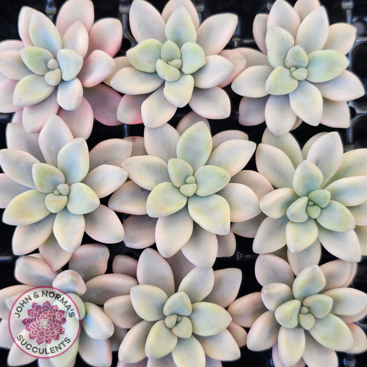 Graptopetalum 'Ellen' Variegated cutting