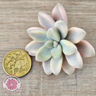 Graptopetalum 'Ellen' Variegated cutting