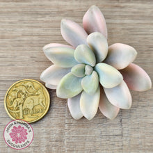 Load image into Gallery viewer, Graptopetalum 'Ellen' Variegated cutting
