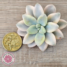 Graptopetalum 'Ellen' Variegated cutting