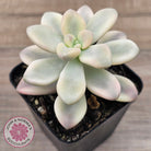 Graptopetalum 'Ellen' Variegated