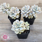 Graptopetalum 'Ellen' Variegated